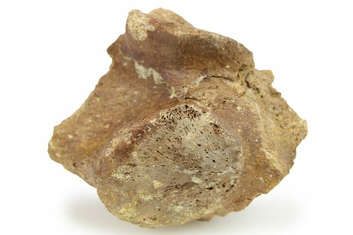 Hadrosaur (Edmontosaurus) Vertebra Process Section - Montana #268554